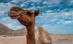 你喝新疆骆驼奶粉吗？你增重吗？